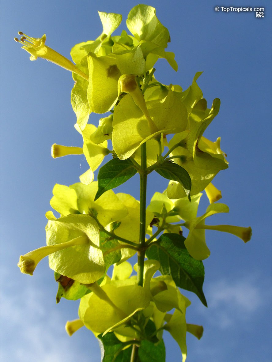 Holmskioldia cintrina - Chinese Hat Flower, Yellow