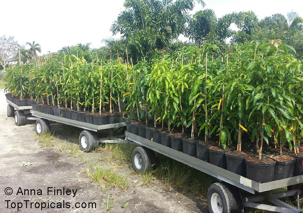 Why getting bigger plants in bigger pots are a better choice than smaller ones