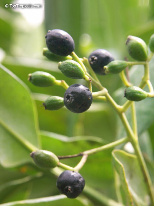 Allspice, Jamaica pepper tree (Pimenta dioica)