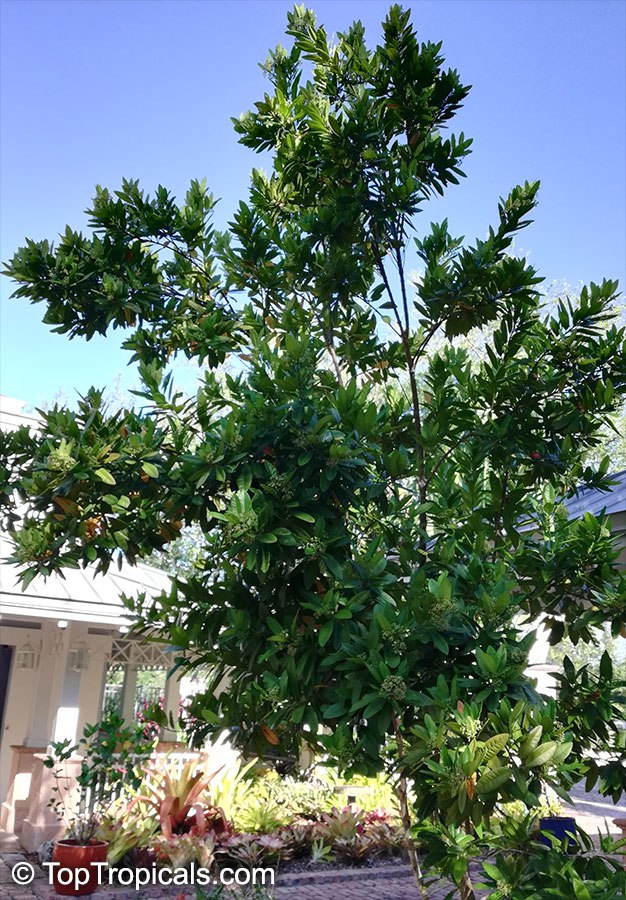 Allspice, Jamaica pepper tree (Pimenta dioica)