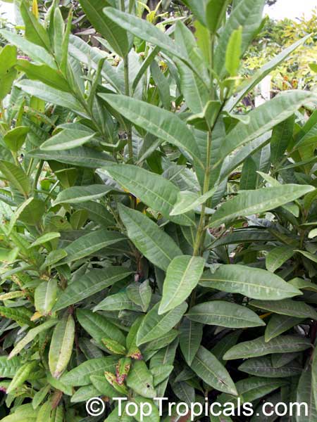 Allspice, Jamaica pepper tree (Pimenta dioica)