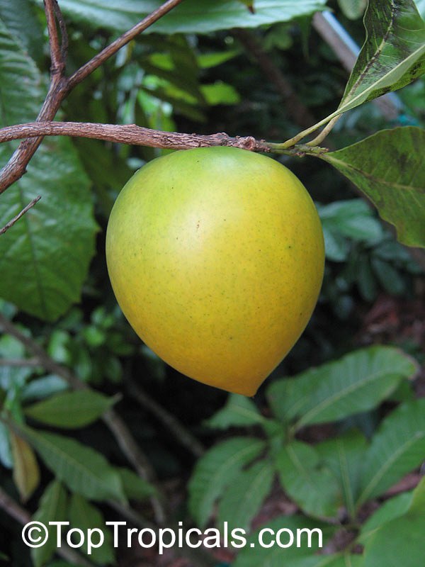 Where can I try a rare Abiu fruit and what does it taste like?