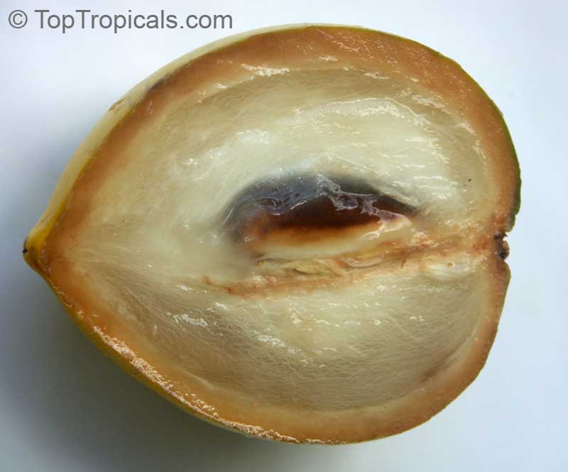 Abiu tree (Pouteria caimito), Harvest Moon Sapote