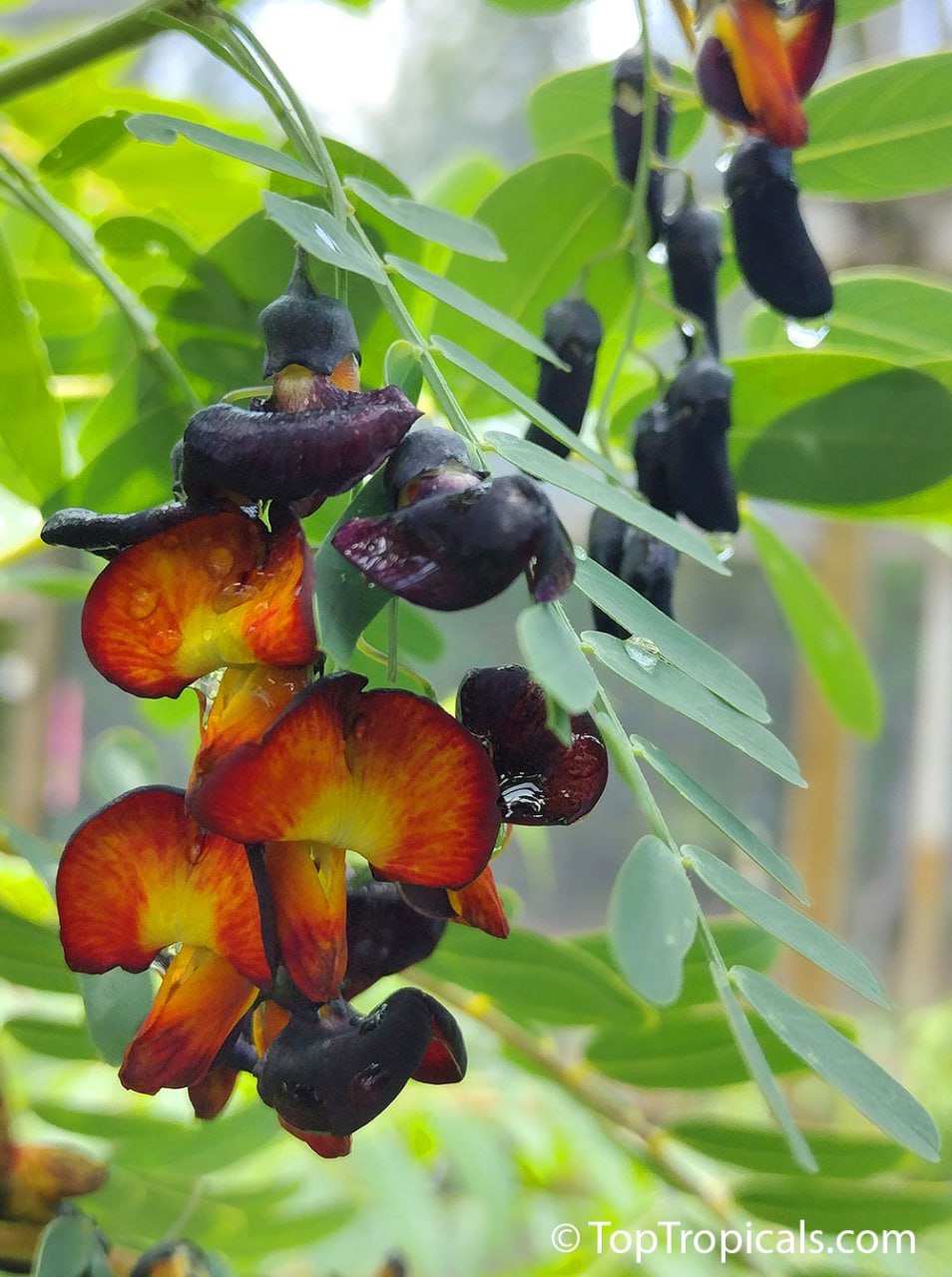 Sesbania aegyptiaca Bicolor - Egyptian Pea, Black Bud 