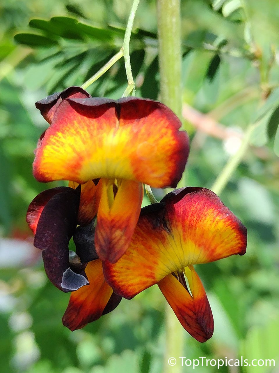 Sesbania aegyptiaca Bicolor - Egyptian Pea, Black Bud 