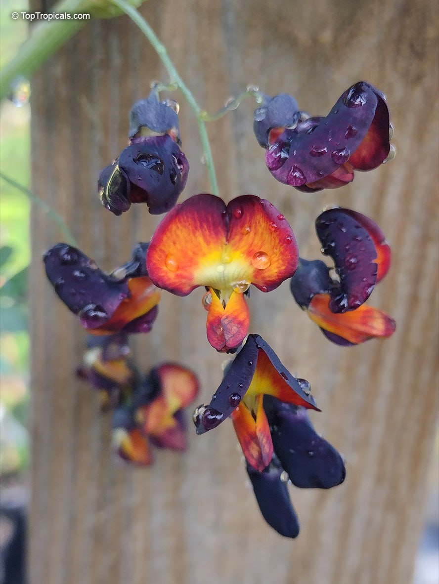 Sesbania aegyptiaca Bicolor - Egyptian Pea, Black Bud 