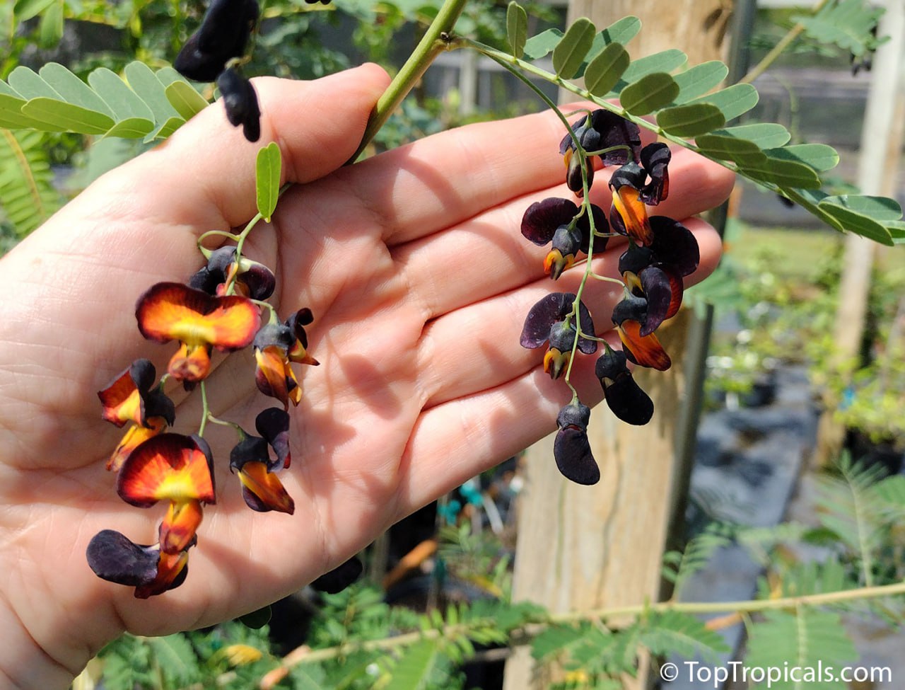 Sesbania aegyptiaca Bicolor - Egyptian Pea, Black Bud 