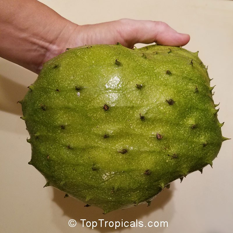 What is the most delicious Annona fruit? 