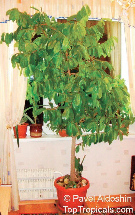 Guanabana - Soursop fruiting in apartment!