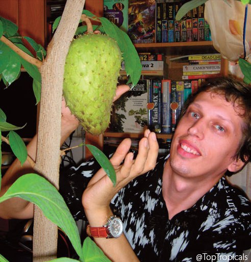 Guanabana - Soursop fruiting in apartment!