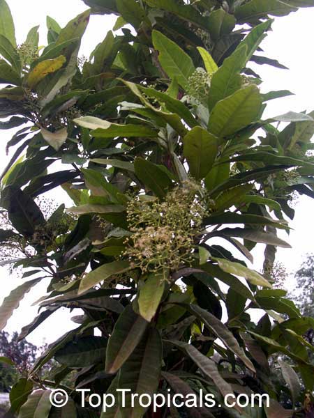 Allspice, Jamaica pepper tree (Pimenta dioica)