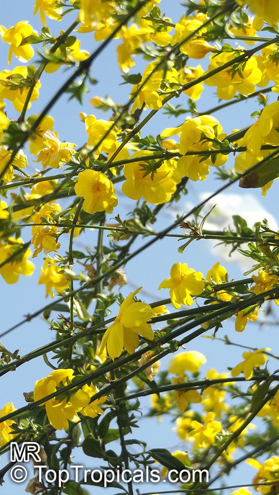 Jasminum mesnyi, Japanese Jasmine, Primrose Jasmine. 