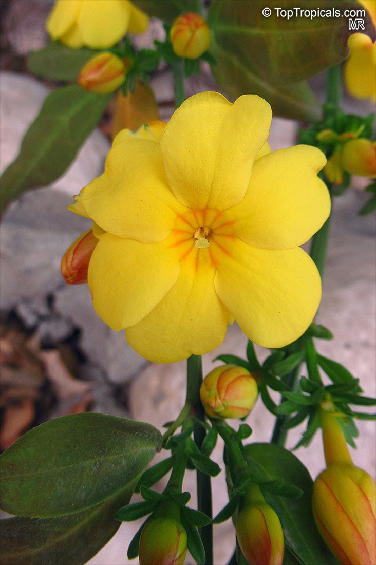 Jasminum mesnyi, Japanese Jasmine, Primrose Jasmine. 