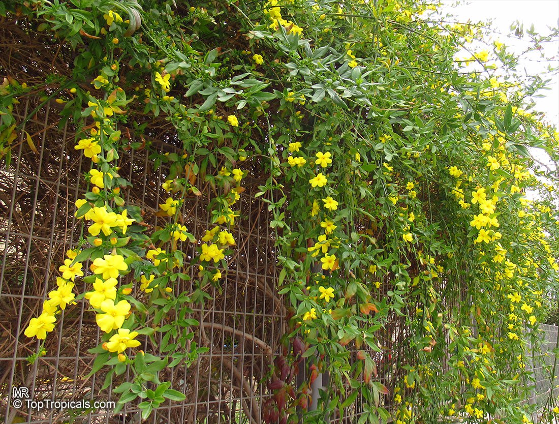 Jasminum mesnyi, Japanese Jasmine, Primrose Jasmine. 