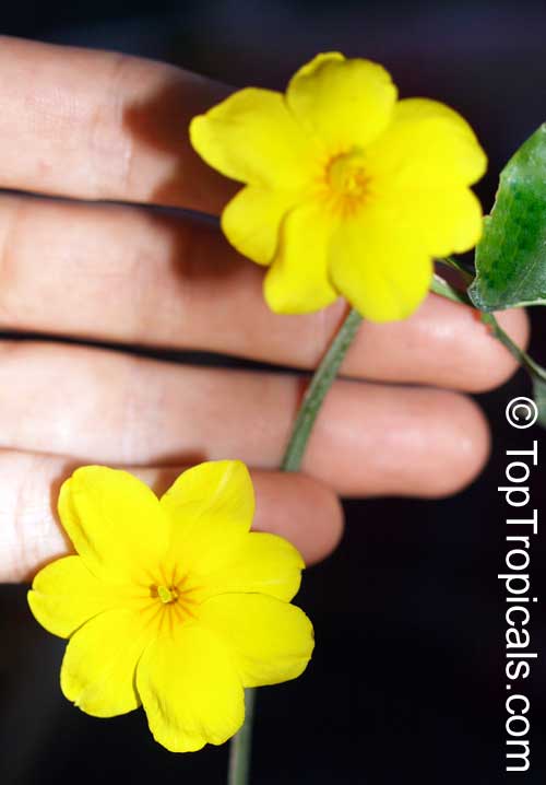 Jasminum mesnyi, Japanese Jasmine, Primrose Jasmine. 