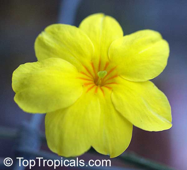 Have you seen a yellow jasmine?