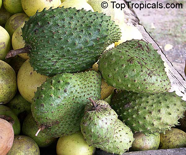 Annona muricata - Soursop, Guanabana, Graviola