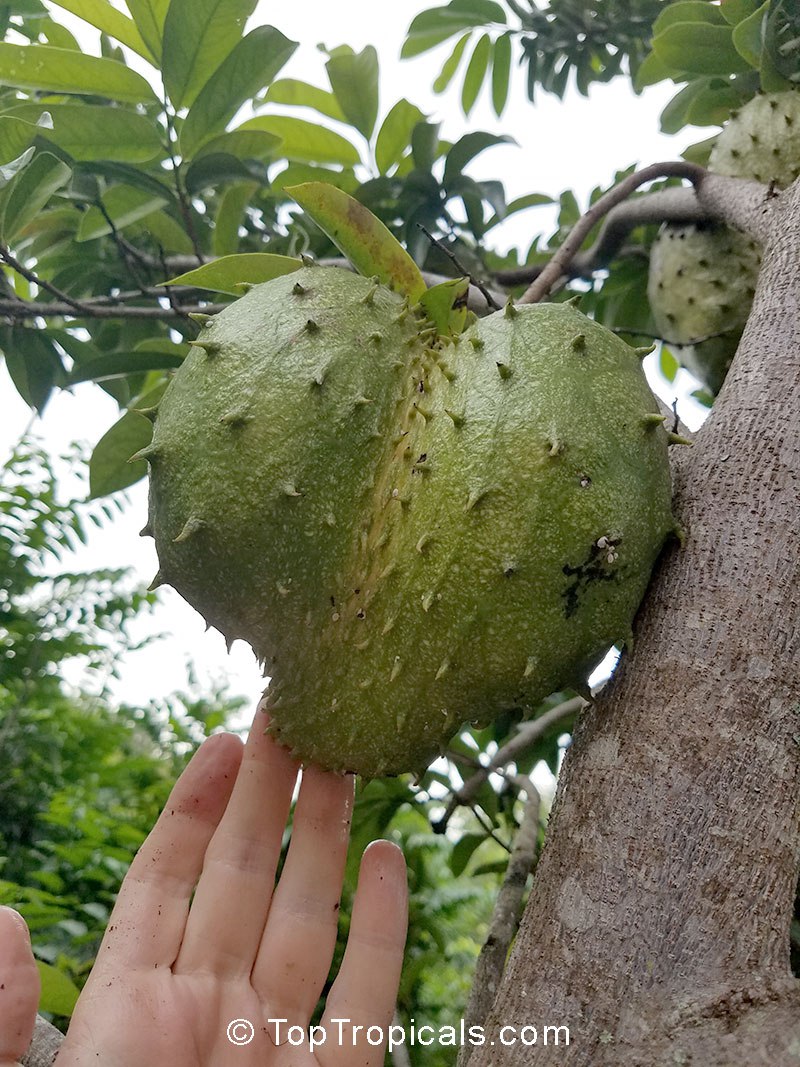 Annona muricata - Soursop, Guanabana, Graviola