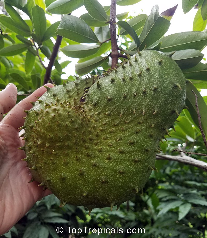 Annona muricata - Soursop, Guanabana, Graviola