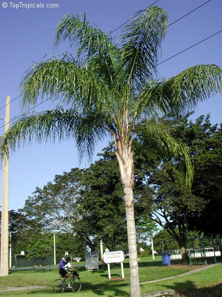 Queen Palm - Syagrus romanzoffiana