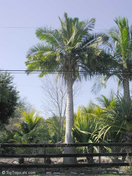 Majestic palm, Royal Palm - Ravenea rivularis