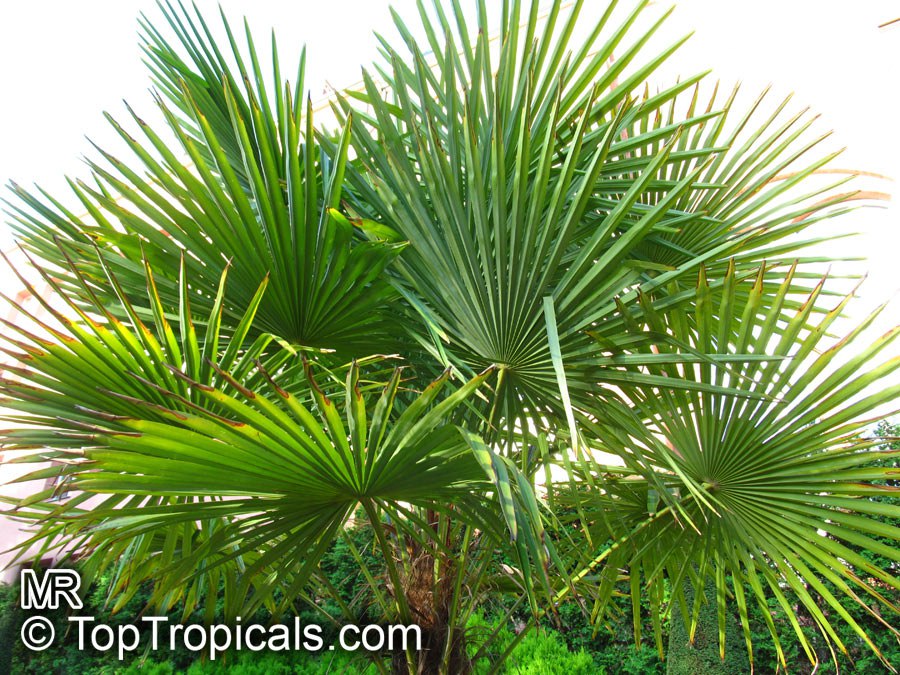 European fan palm - Chamaerops humilis