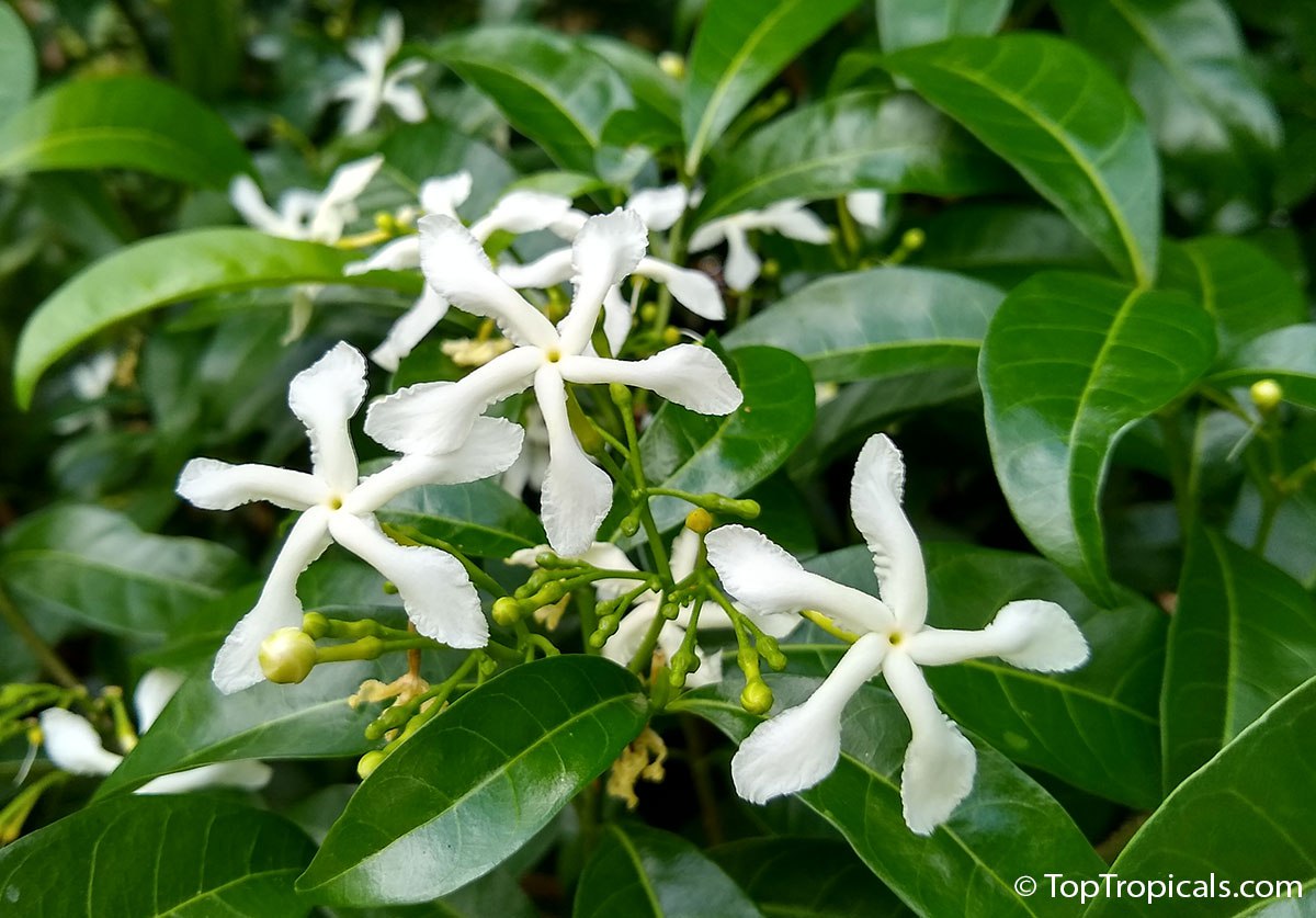 Tabernaemontana australis, Australian Pinwheel