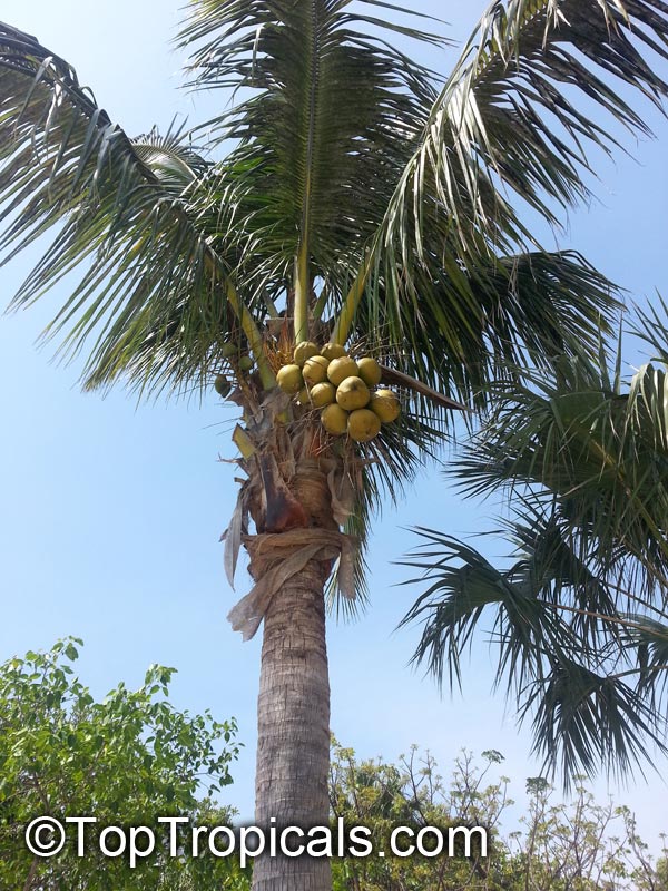 Coconut palm, Cocos nucifera