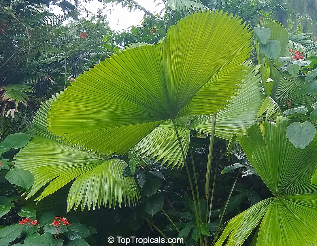 Fan palm - Licuala sp.