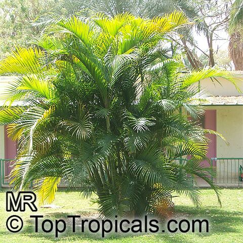 Areca palm - Areca (Dypsis) lutescens