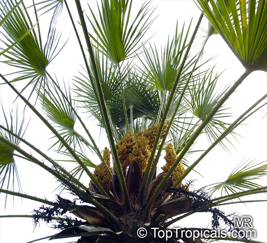 Windmill palm - Trachycarpus fortunei