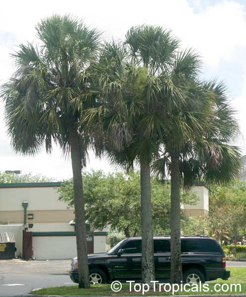 Cabbage palm - Sabal palmetto