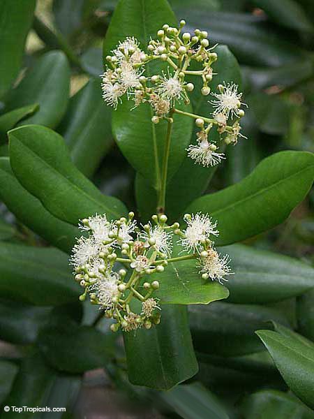 The mystery of a Bay Rum Tree - the aromatic gem with a rich history