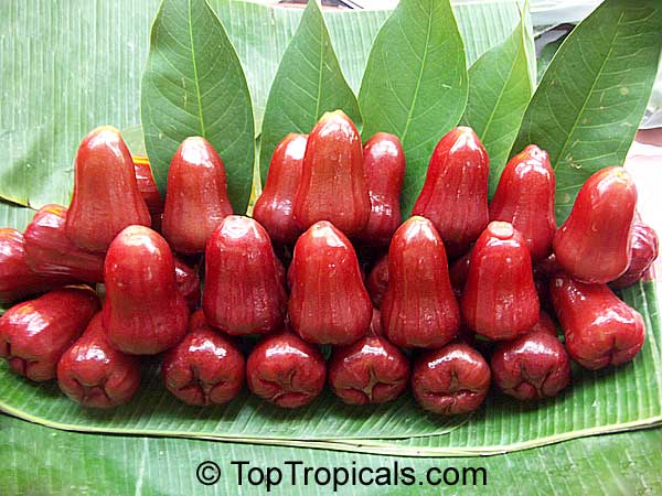 Syzygium samarangense, Java Apple, Macopa