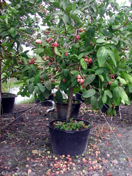 Syzygium samarangense, Java Apple, Macopa