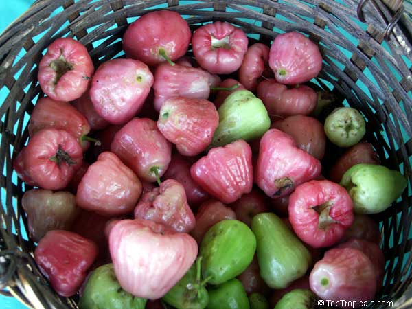 Syzygium samarangense, Java Apple, Macopa