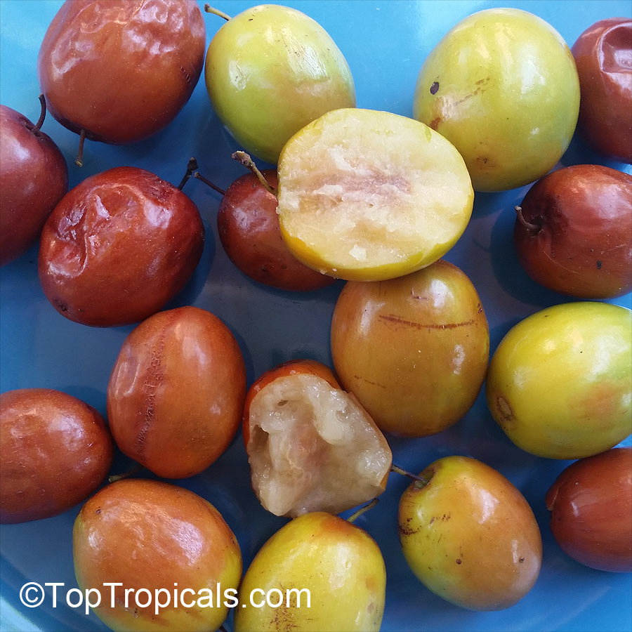 Jujube Tree (Ziziphus jujuba) fruit