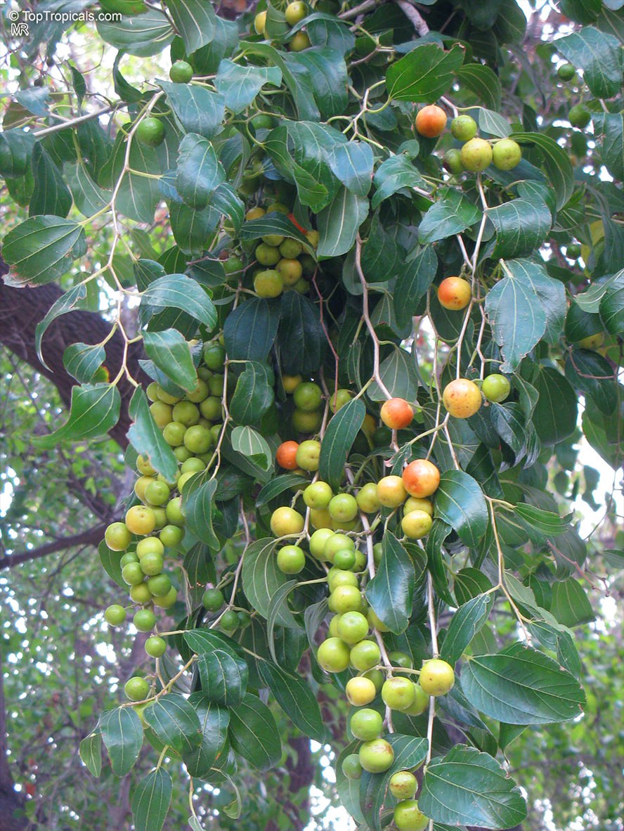 Why is Jujube Tree called the Tree of Happiness?