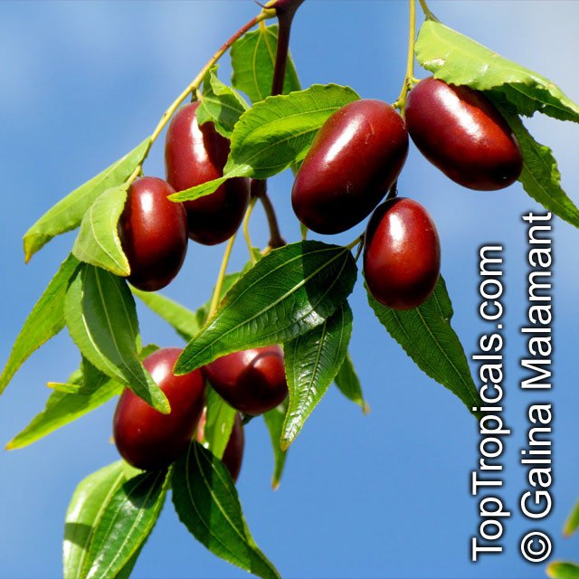 Why is Jujube Tree called the Tree of Happiness?