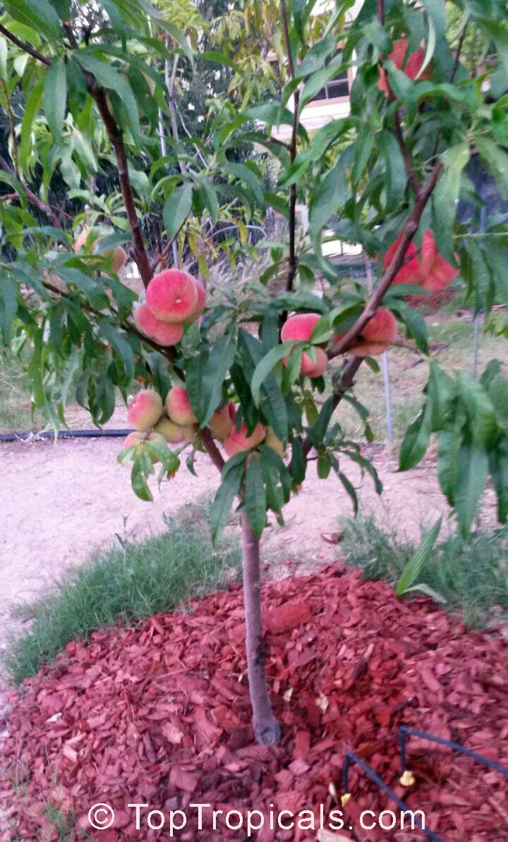 Low Chill Peach (Prunus sp.) tree