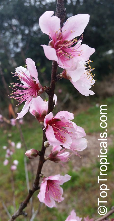 Low Chill Peach (Prunus sp.) flowers