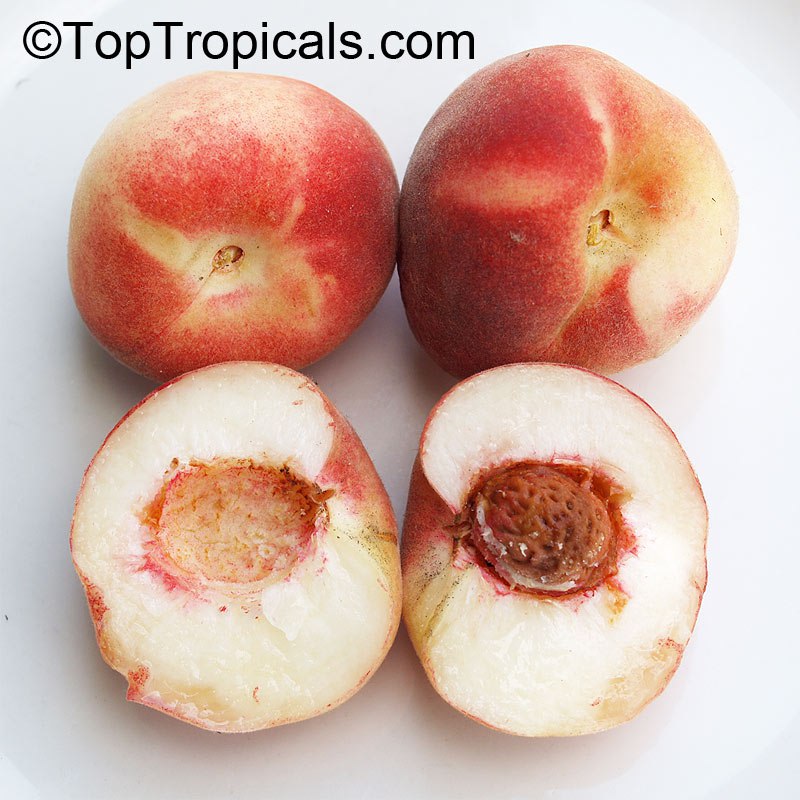 Low Chill Peach (Prunus sp.) fruit