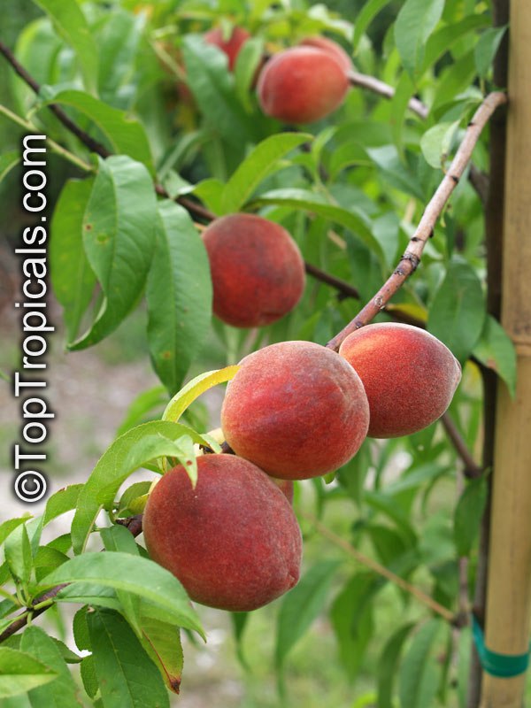 Low Chill Peach (Prunus sp.) fruit