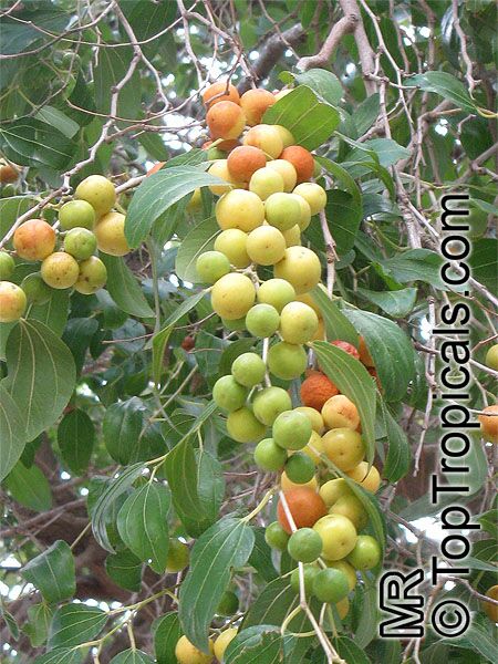 Jujube Tree (Ziziphus jujuba)