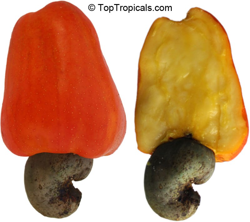 Cashew Tree (Anacardium occidentale) fruit