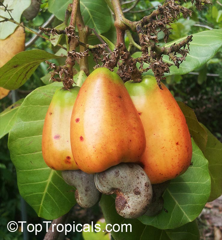 Cashew Tree (Anacardium occidentale) fruit