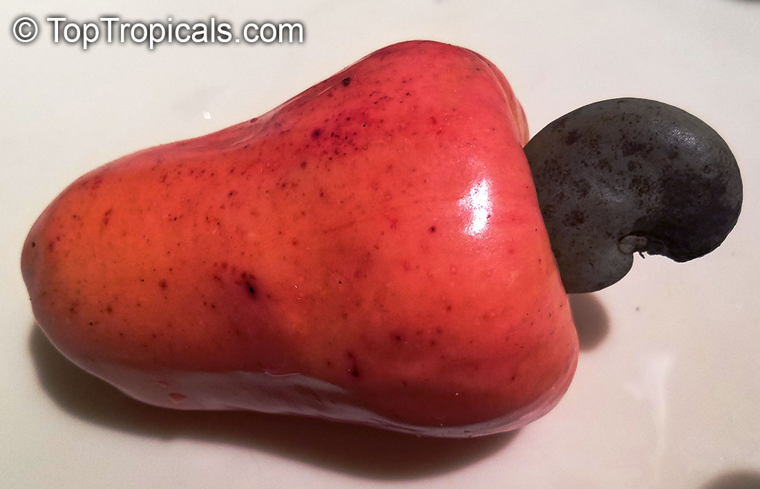 Cashew Tree (Anacardium occidentale) fruit