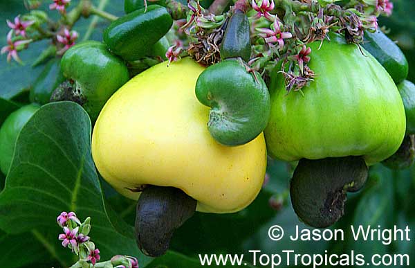 Cashew Tree (Anacardium occidentale) fruit