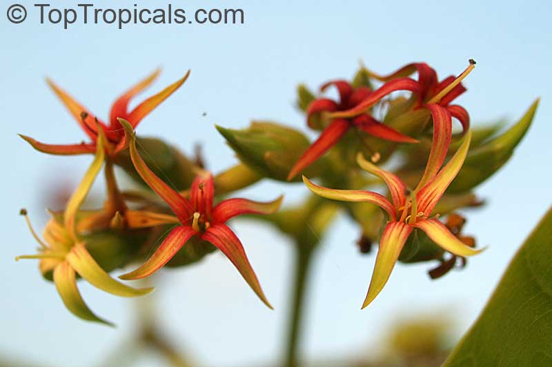 Cashew Tree (Anacardium occidentale) flowers