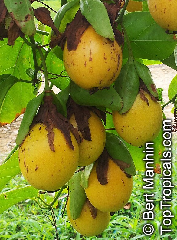 Passiflora nitida, Bell Apple, Water Lemon fruit